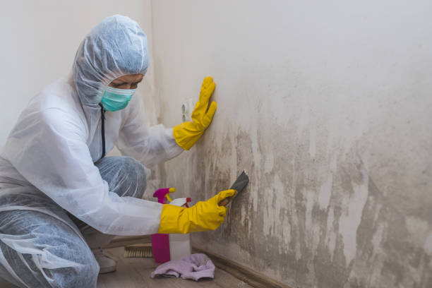 Best Office Mold Removal Services  in Lancaster, OH