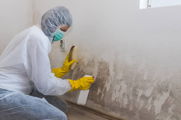 Best Mold Remediation Experts  in Lancaster, OH