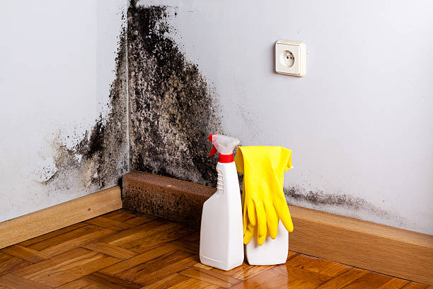 Lancaster, OH Mold Removal Company