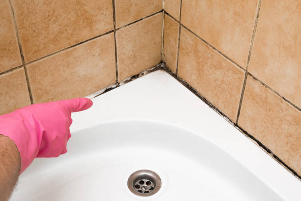 Best Fast Mold Removal  in Lancaster, OH